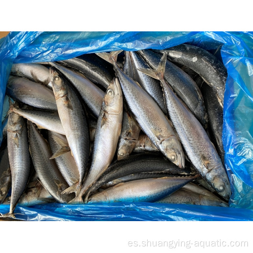 Nueva temporada congelada 100-200 Pacific Mackerel bajo precio bajo